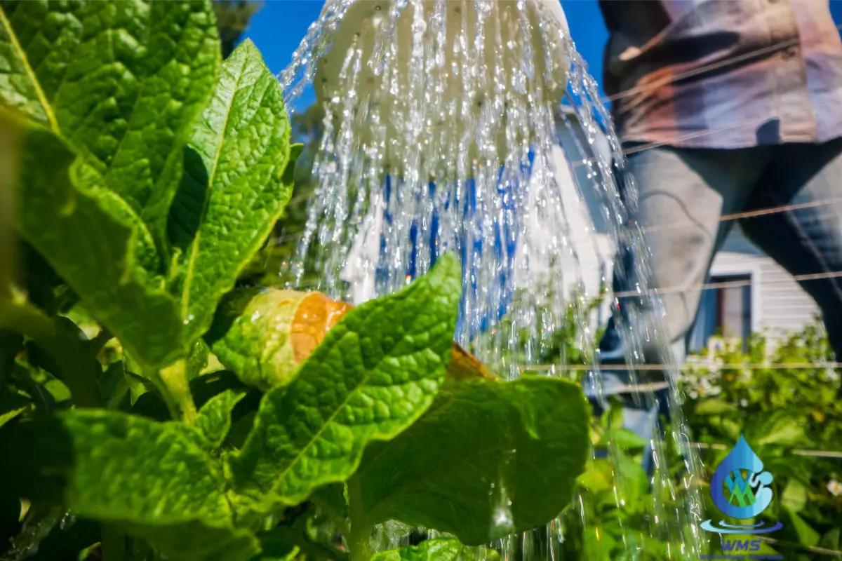 What is Deficit Irrigation?